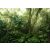 A trópusi erdő legmélyén átszűrődő napfényben zöld szürke barna és napfényfehér tónusok falpanel/digitális nyomat