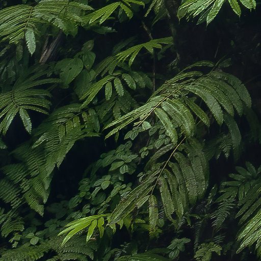 A trópusi erdő legmélyén átszűrődő napfényben zöld szürke barna és napfényfehér tónusok falpanel/digitális nyomat