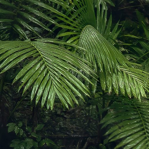 A trópusi erdő legmélyén átszűrődő napfényben zöld szürke barna és napfényfehér tónusok falpanel/digitális nyomat