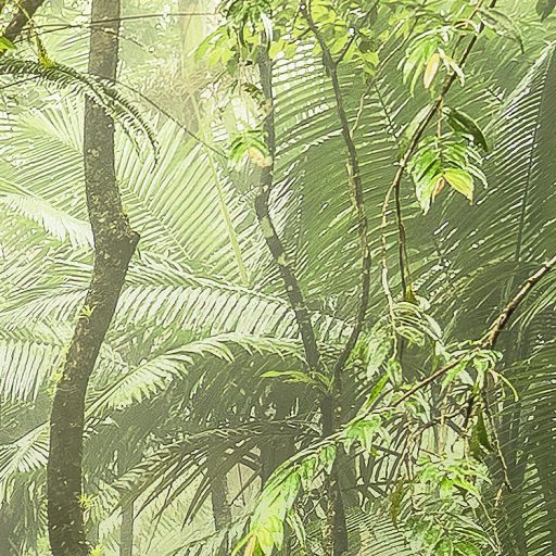 A trópusi erdő legmélyén átszűrődő napfényben zöld szürke barna és napfényfehér tónusok falpanel/digitális nyomat