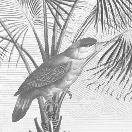 Csúcstalálkozó a dzsungel mélyén - Földünk legszebb állatai monokróm megjelenésben fehér szürke és fekete falpanel/digitális nyomat