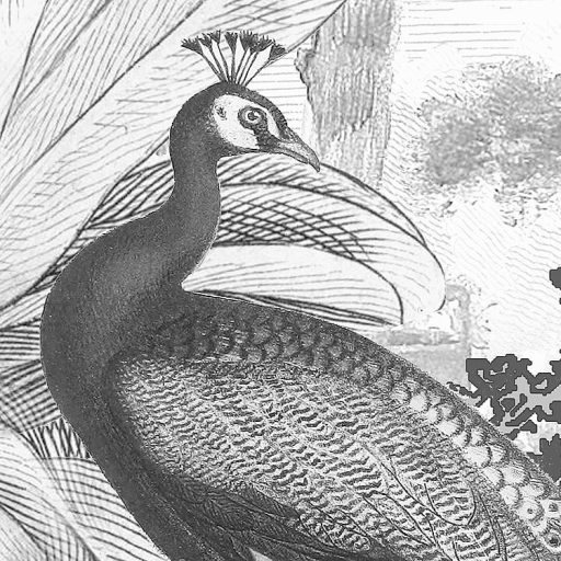 Csúcstalálkozó a dzsungel mélyén - Földünk legszebb állatai monokróm megjelenésben fehér szürke és fekete falpanel/digitális nyomat