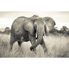 Komar Elephant XXL4-529 vliesposzter