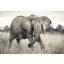 Komar Elephant XXL4-529 vliesposzter