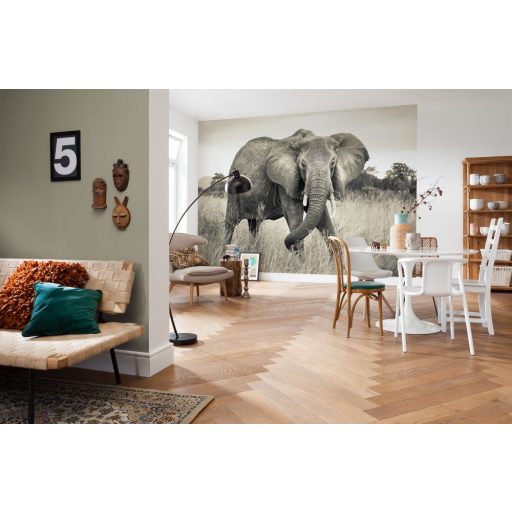 Komar Elephant XXL4-529 vliesposzter