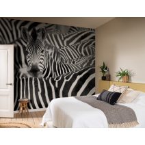 Rasch African Queen III falpanel