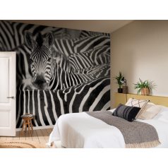 Rasch African Queen III falpanel